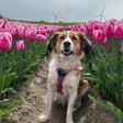Heidi