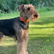 Archie