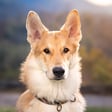 Lyra