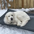 Bubba