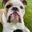 Bruschi