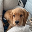 Enzo