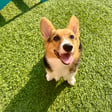 Laszlo