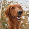 Murphy