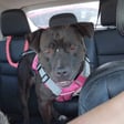 Roxie