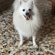 Artù