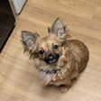 Bambi