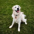 Finnegan (Finn)