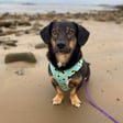 Dora