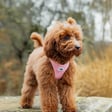 Simone