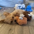 Toby