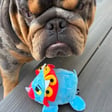 Buddy