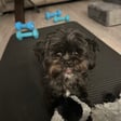 Tippy