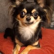Loki