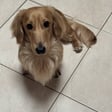 Dash