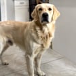Koda