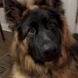 Maverick