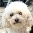 Fluffy