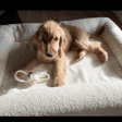 sir. teddy
