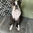 Rosie