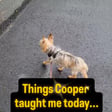 Cooper