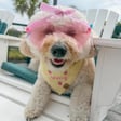 Remy Rose