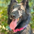 Shelby