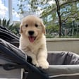 Stella