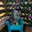 Meeko