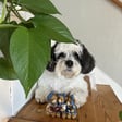 Paco