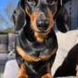 Buddy