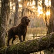 boykin-spaniel