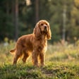 cocker-spaniel-american