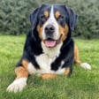 large-swiss-mountain-dog