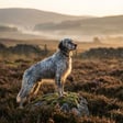 english-setter