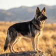 Gerberian Shepsky breed photo