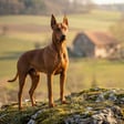 german-pinscher