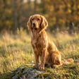Golden Cocker Retriever breed photo
