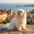 maltese