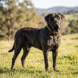 Mastador breed photo