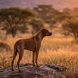 rhodesian-ridgeback