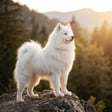 samoyed