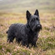 scottish-terrier