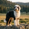 Sheepadoodle breed photo