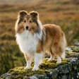 shetland-sheepdog