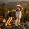 Springerdoodle breed photo