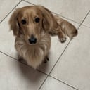 Dash
