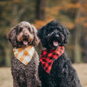 Mostly Sunny for Dogs