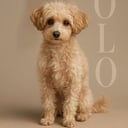 superlolito_dog