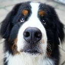 albert.olly.bernese